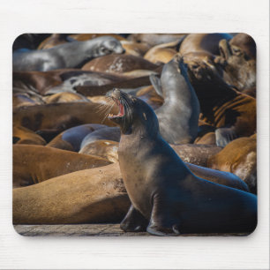 Mousepad Sea Lion Yawning com Harbor Colony - Fotografia