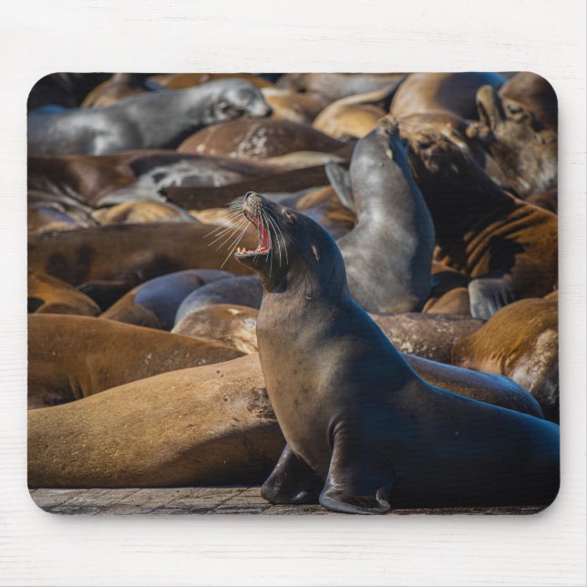 Mousepad Sea Lion Yawning com Harbor Colony - Fotografia (Frente)