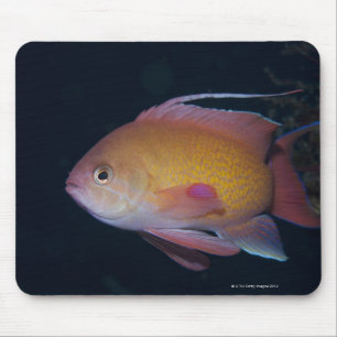 Mousepad Seabream carmesim