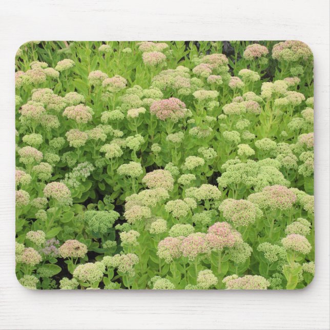 Mousepad Sedum "Autumn Joy" (Frente)