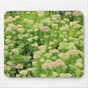 Mousepad Sedum do "alegria outono "