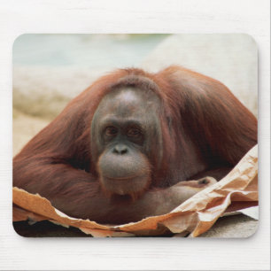 Mousepad Selvagens - Primatas 7