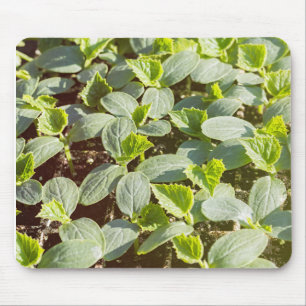 Mousepad Sementes de pepino