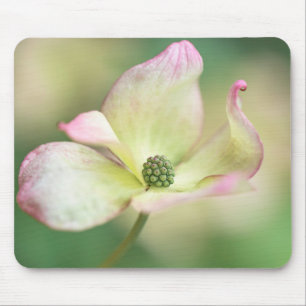 Mousepad Senhorita Satomi' de Kousa do Cornus da flor   do