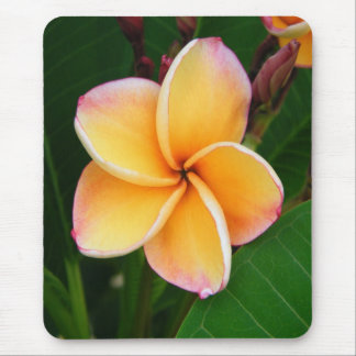 Mousepad Sentidos tropicais