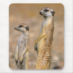 Mousepad Sentinelas de Meerkat (Suricata Suricatta), Karas