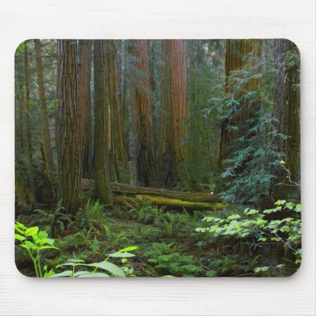 Mousepad Sequoias No Parque Nacional De Muir Woods (Frente)