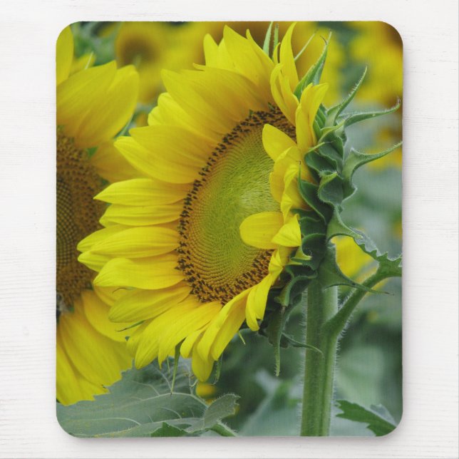 Mousepad Série Sunflower (Frente)