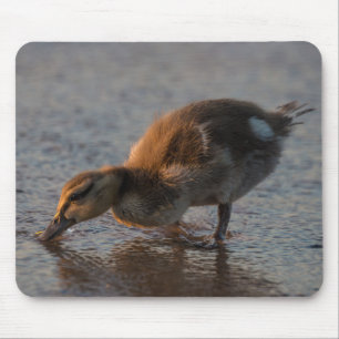 Mousepad Sesty Baby