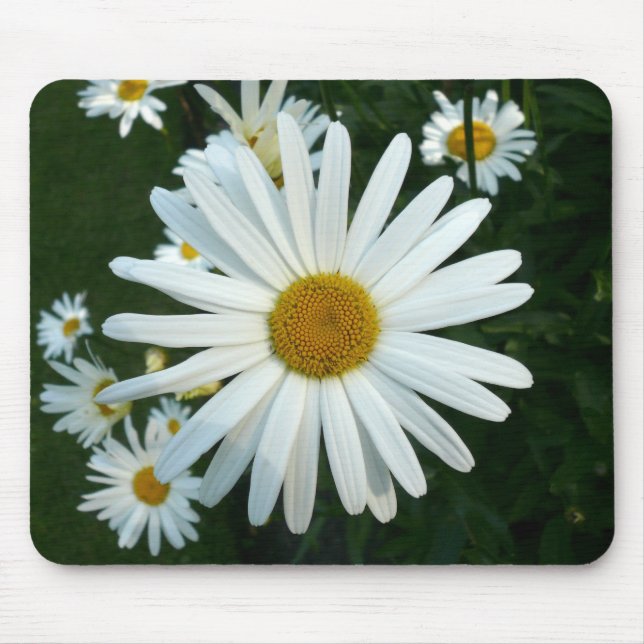 Mousepad Shasta Daisy (Frente)