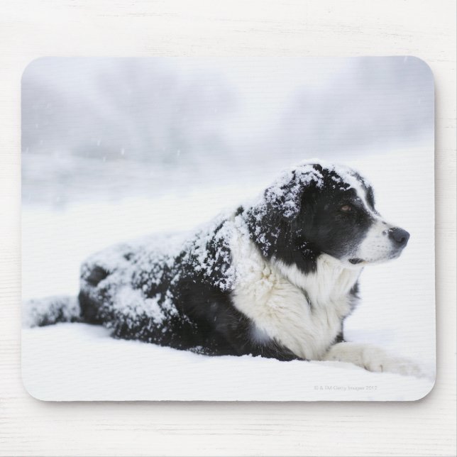 Mousepad Sheepdog (Akbash/Collie mix) deitado durante (Frente)