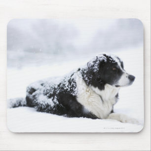 Mousepad Sheepdog (Akbash/mistura do collie) que