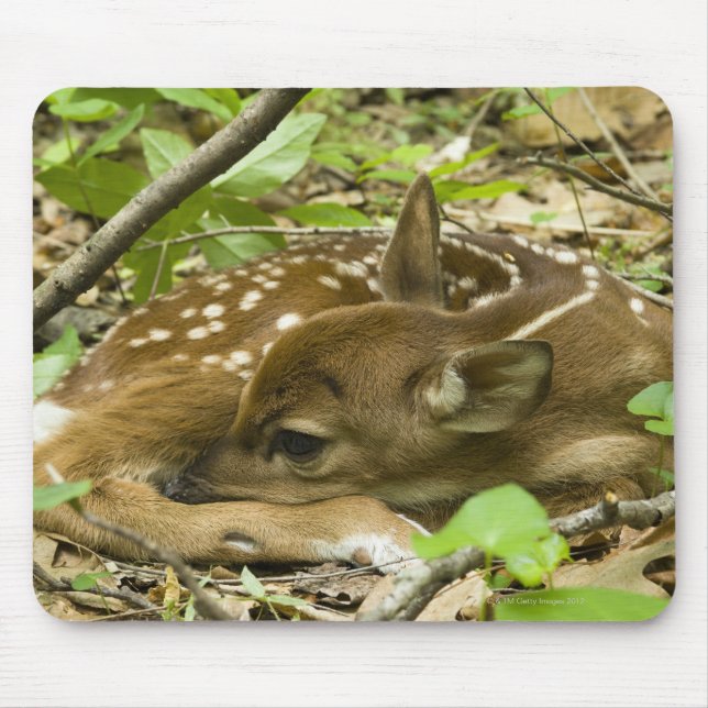 Mousepad Shenandoah NP, Virgínia, EUA (Frente)