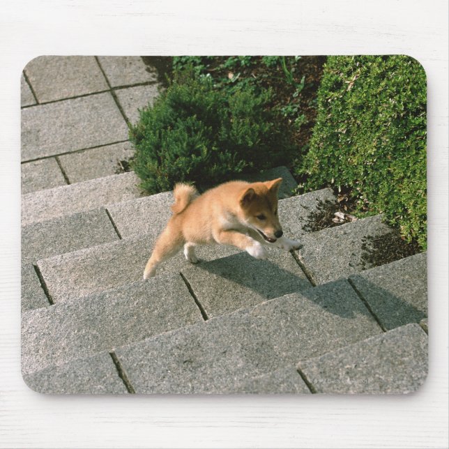 Mousepad Shiba 3 do Midget Japonês (Frente)