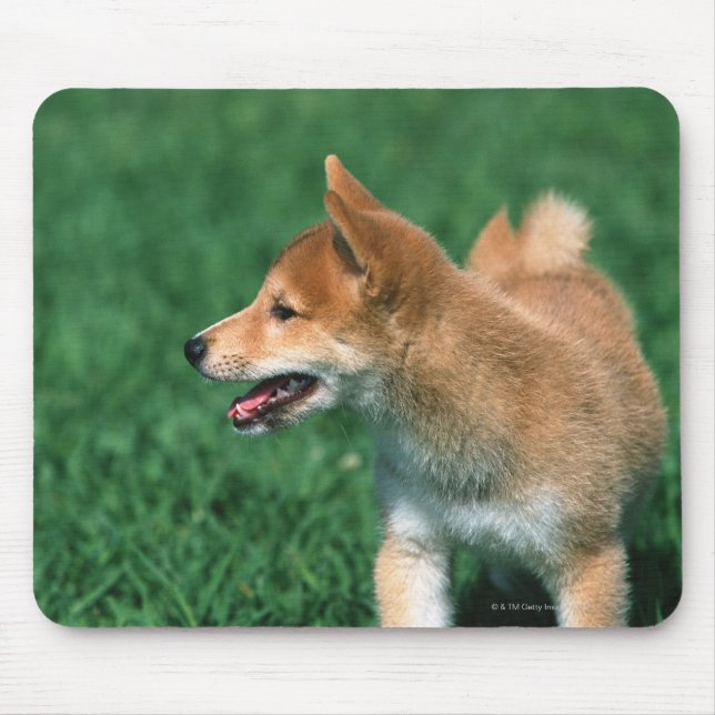 Mousepad Shiba do Midget Japonês (Frente)