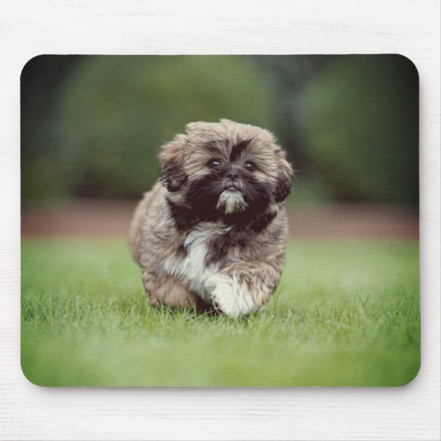 Mousepad Shih tzu, Cachorro, Cachorro (Frente)