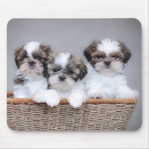 Mousepad Shih Tzu puppies