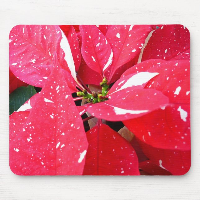 Mousepad Shimmer Star Surprise Poinsettia Foliday Floral (Frente)