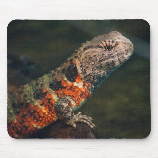 Mousepad Shinisaurus crocodilurus (Frente)