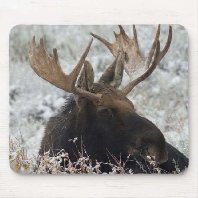 Mousepad Shiras Bull Moose (Frente)