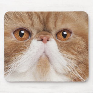 Mousepad Shorthair exótico (2,5 anos velho)