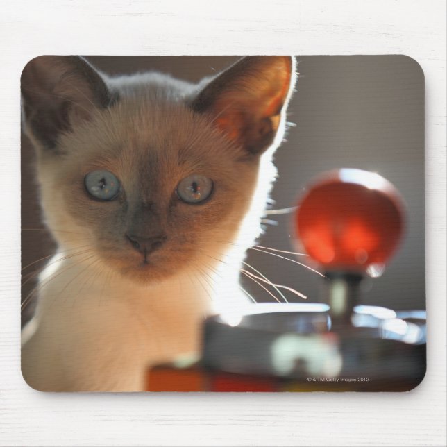 Mousepad Siamese kitten (Frente)