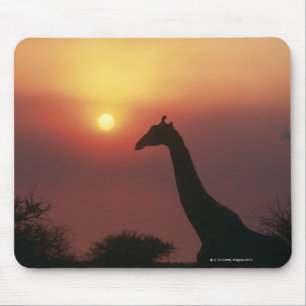 Mousepad Silhueta do girafa (Giraffa Camelopardalis)