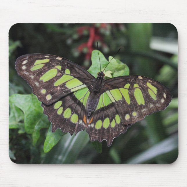 Mousepad Siproeta stelenes (Frente)