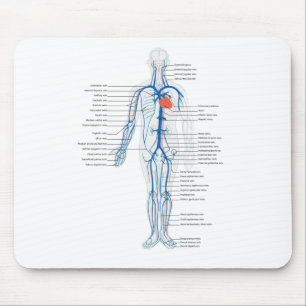 Mousepad Sistema Arterial do Rato Veem Circulatório Humano