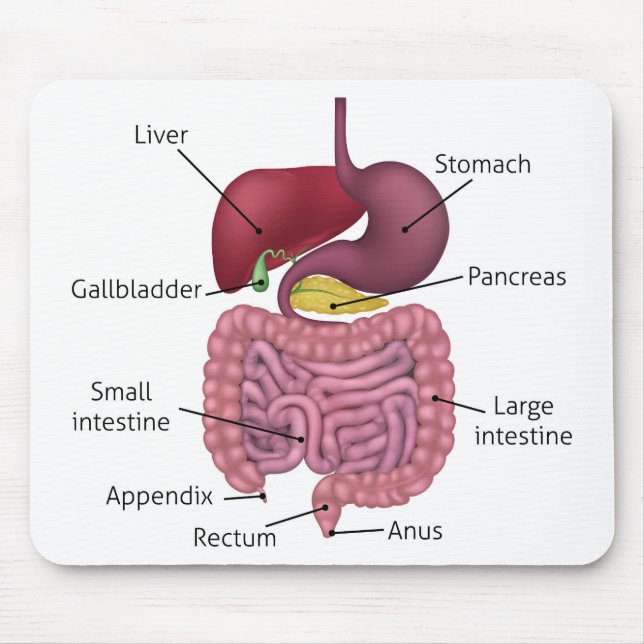 Mousepad Sistema Gastrointestinal Digestivo e Rótulos (Frente)
