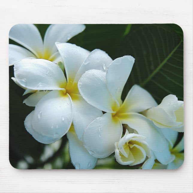 Mousepad Sleek elegance: the white frangipani flower (Frente)