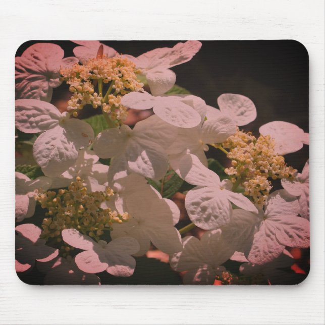 Mousepad Sombras E Luminosas Lacecap Hidrangea Flor (Frente)