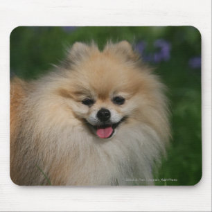 Mousepad Sorriso de Pomeranian