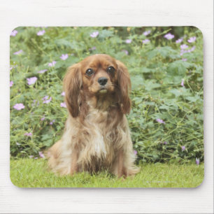 Mousepad Spaniel de rei descuidado Charles do rubi na grama