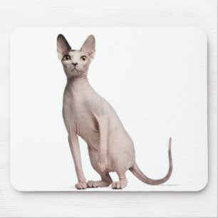 Mousepad Sphynx (13 meses velho)