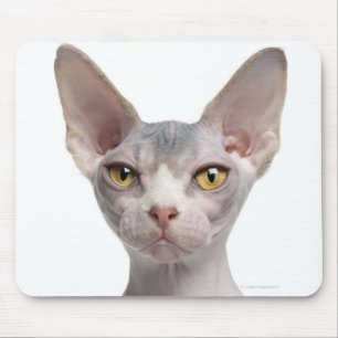 Mousepad Sphynx (7 meses velho)