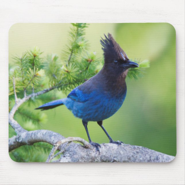 Mousepad Steller's Jay (Frente)