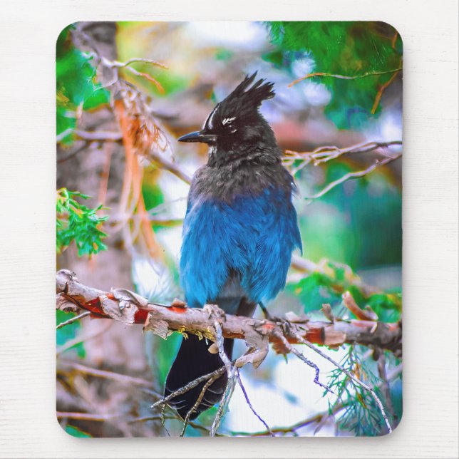 Mousepad Steller's Jay - Fotografia original (Frente)