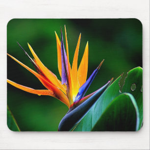 Mousepad Strelitzia. Pássaro da flor de paraíso