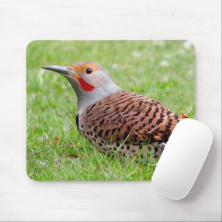 Mousepad Stunning Northern Flicker Foraging in the Grass