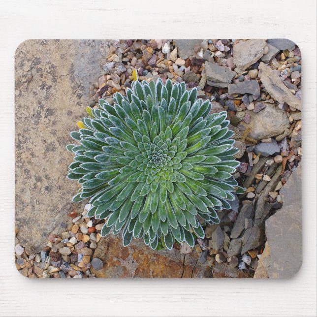Mousepad Suculente planta do deserto (Frente)