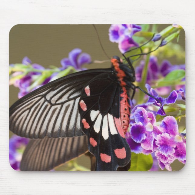 Mousepad Sudeste Asiático, Tailândia, Doi Inthanon, Papilio (Frente)