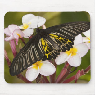 Mousepad Sudeste Asiático, Tailândia, Khon Kaen