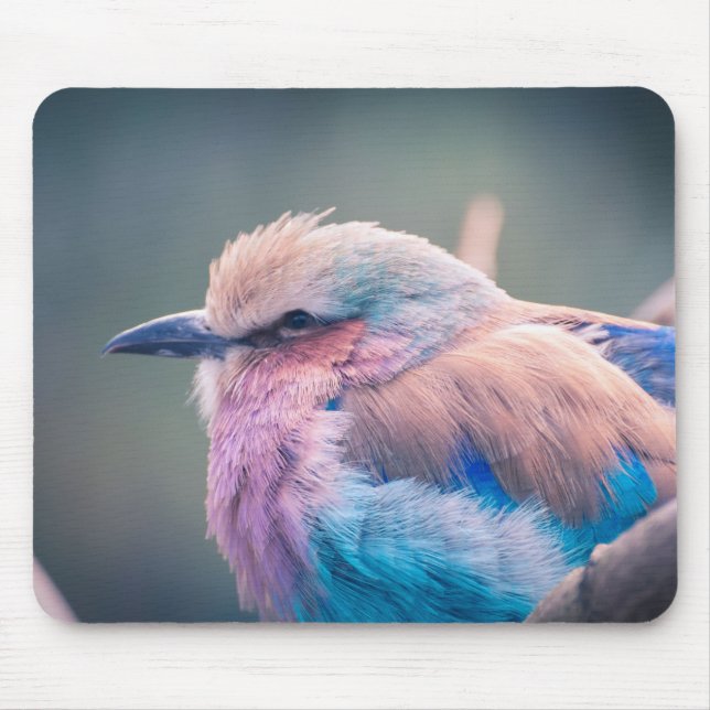 Mousepad Sul - rolo africano do lilac-Breasted (Frente)