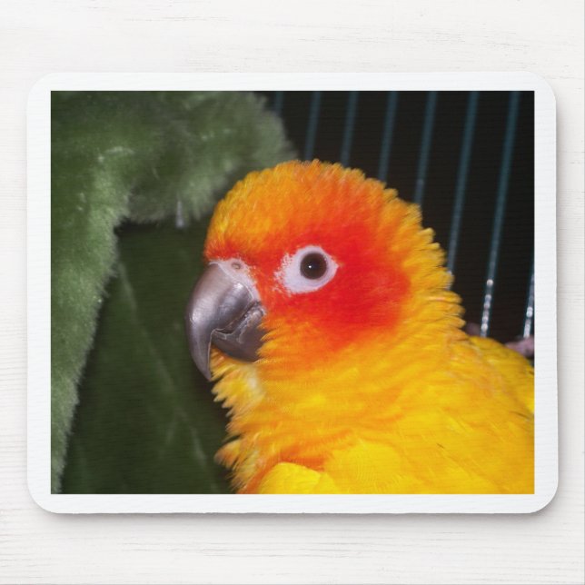 Mousepad Sun Conure (Frente)