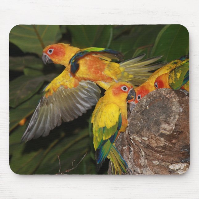 Mousepad Sun Conures (Frente)