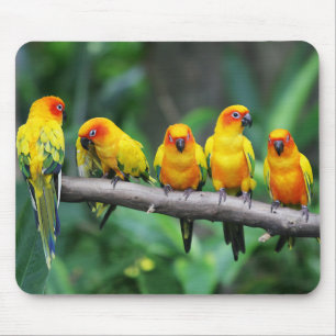 Mousepad Sun Conures