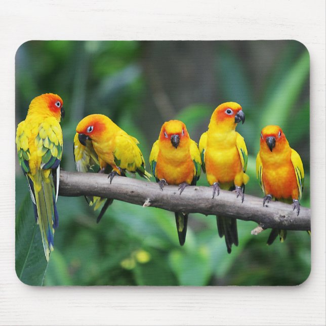 Mousepad Sun Conures (Frente)