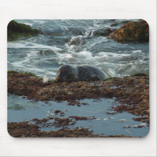 Mousepad Sunset Lit Harbor Seal I em San Diego
