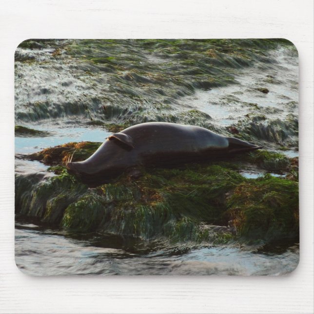 Mousepad Sunset Lit Harbor Seal II em San Diego (Frente)
